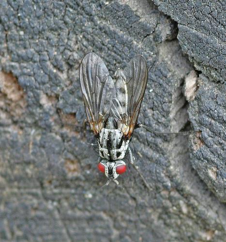 Réf. 352 143 : Eustalomyia sp.